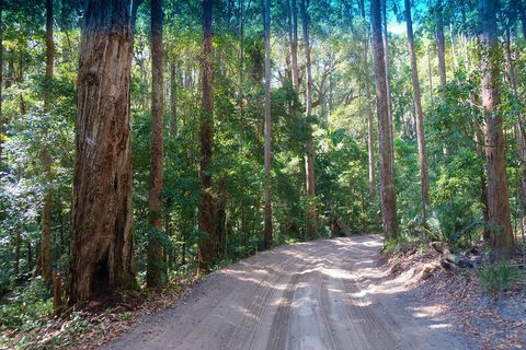 Fraser Island 4WD Tour From Rainbow Beach - Yamba Accommodation 4