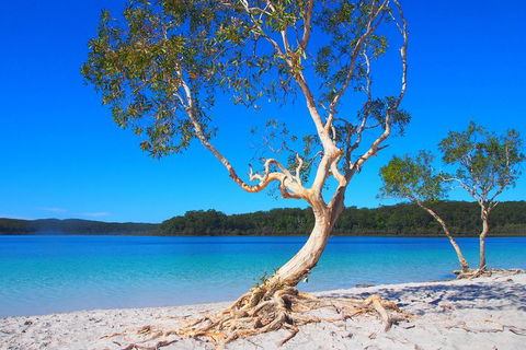 Fraser Island 4WD Tour From Rainbow Beach - Yamba Accommodation 5