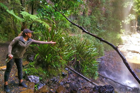 Rainforest & Waterfalls Extravaganza - Yamba Accommodation 4