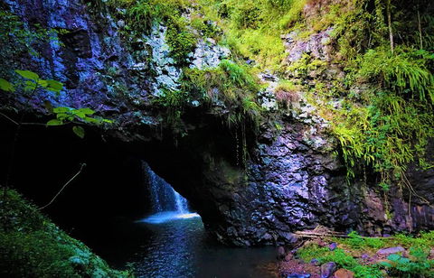 Rainforest & Waterfalls Extravaganza - Yamba Accommodation 5