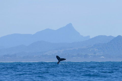 The Byron Bay Sea Kayak Tour - Yamba Accommodation 0