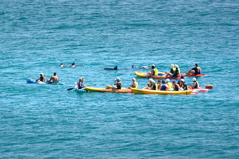 The Byron Bay Sea Kayak Tour - Yamba Accommodation 1