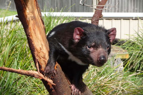 6-Day Tasmania Small-Group Guided Tour With Gourmet Food - Yamba Accommodation 1
