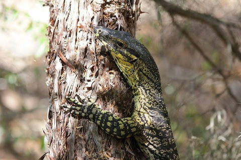 Byron Bay Hinterland Tour Including Rainforest Walk To Minyon Falls - Yamba Accommodation 1