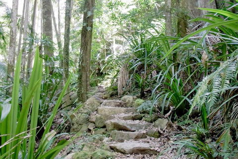 Byron Bay Combo: Hinterland Tour Including Minyon Falls And Kayaking With Dolphins - Yamba Accommodation 5