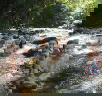 Daintree Rainforest Cape Tribulation Mossman Gorge Small-Group Day Tour - Yamba Accommodation