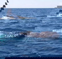 Noosa Whale Watching - Yamba Accommodation