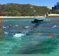 All Inclusive Dolphin and Tangalooma Wrecks Cruise - Yamba Accommodation