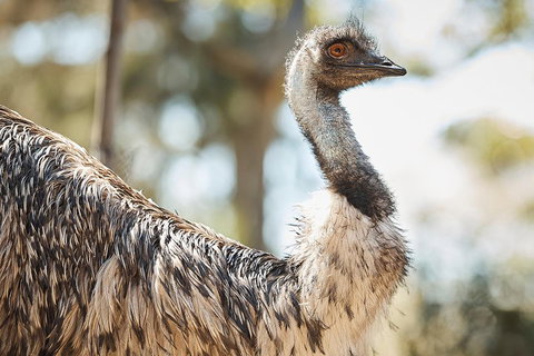 Sydney Taronga Zoo General Entry Ticket - Yamba Accommodation 4