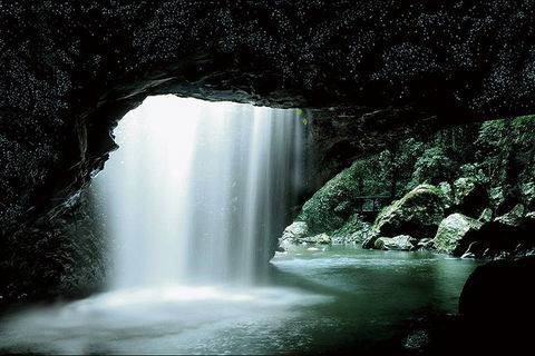 Natural Bridge Glow Worm Night Tour From Gold Coast - Yamba Accommodation 0