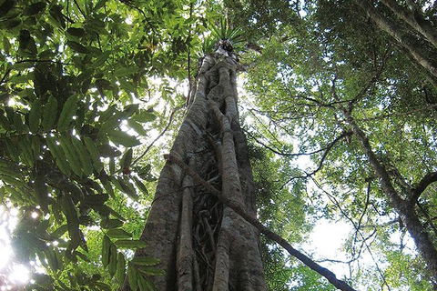 Natural Bridge Glow Worm Night Tour From Gold Coast - Yamba Accommodation 1