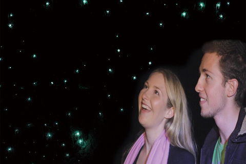 Natural Bridge Glow Worm Night Tour From Gold Coast - Yamba Accommodation 3