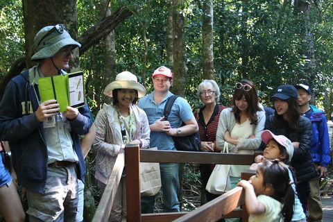 Natural Bridge Glow Worm Night Tour From Gold Coast - Yamba Accommodation 4