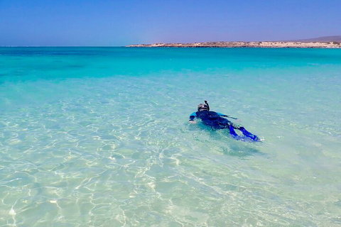 Ningaloo In A Day - Full Day Hike And Snorkel Tour With Lunch - Yamba Accommodation 4