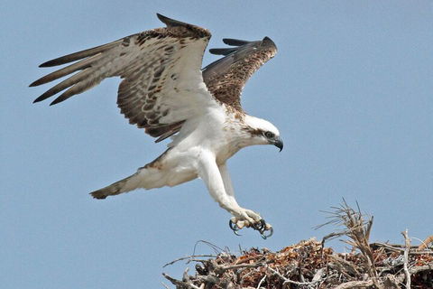 Pink Lake + Abrolhos Islands Nature Tour - Yamba Accommodation 3