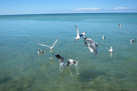 Pink Lake + Abrolhos Islands Nature Tour - Yamba Accommodation 5