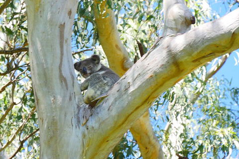 Best Of Moreton Bay Cruise - Yamba Accommodation 2