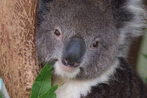All Inclusive Blue Mountains Small-Group Day Trip From Sydney - Yamba Accommodation 1