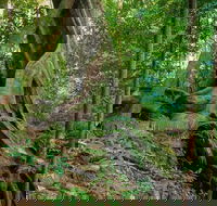 Private Daintree Mossman Gorge Exclusive Nature and Wildlife Focus - Yamba Accommodation