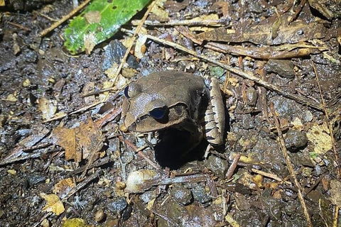 Evening Rainforest & Glow Worm Experience - Yamba Accommodation 1