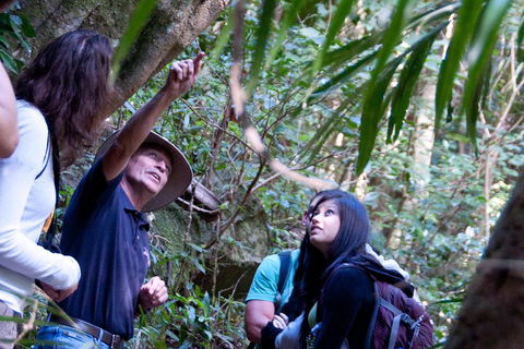 Natural Bridge & Springbrook Waterfalls Tour - Yamba Accommodation 4