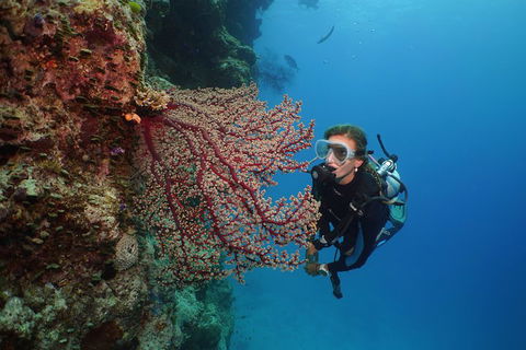 Silversonic Outer Great Barrier Reef Dive And Snorkel Cruise From Port Douglas - Yamba Accommodation 0