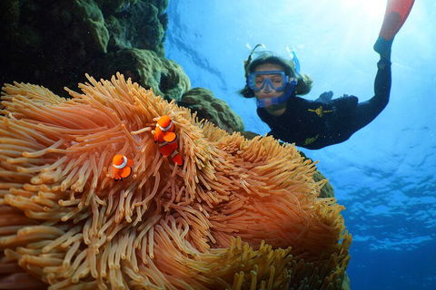 Silversonic Outer Great Barrier Reef Dive And Snorkel Cruise From Port Douglas - Yamba Accommodation 3