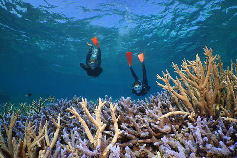 Silversonic Outer Great Barrier Reef Dive And Snorkel Cruise From Port Douglas - Yamba Accommodation 4