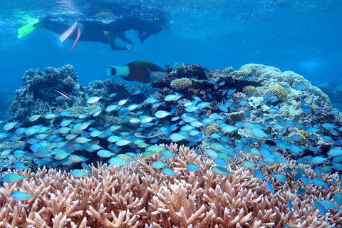 Silversonic Outer Great Barrier Reef Dive And Snorkel Cruise From Port Douglas - Yamba Accommodation 5