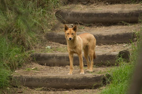 Blue Mountains Small-Group Insider Tour From Sydney - Yamba Accommodation 3