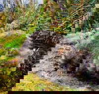 Cradle Mountain National Park Day Tour from Launceston - Yamba Accommodation