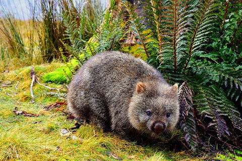 Cradle Mountain National Park Day Tour From Launceston - Yamba Accommodation 0