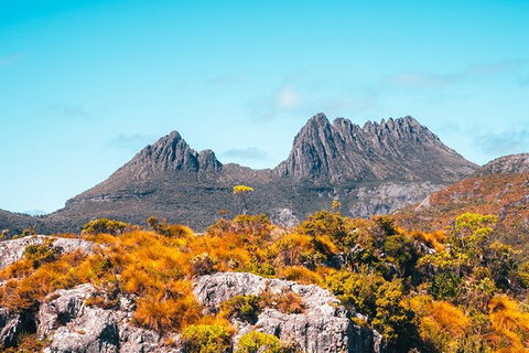 Cradle Mountain National Park Day Tour From Launceston - Yamba Accommodation 1