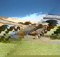 Bonorong Wildlife Park and Richmond Afternoon Tour from Hobart - Yamba Accommodation