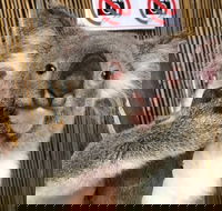 Kuranda Tour Deluxe Course with Kuranda 3 Zoos or Free Course - Yamba Accommodation