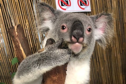 Kuranda Tour Deluxe Course With Kuranda 3 Zoos Or Free Course - Yamba Accommodation 0