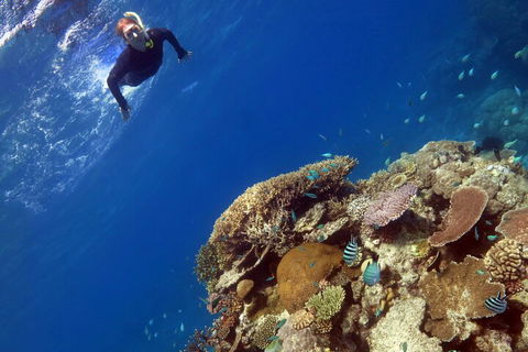 Silverswift Outer Great Barrier Reef Dive And Snorkel Cruise From Cairns - Yamba Accommodation 3