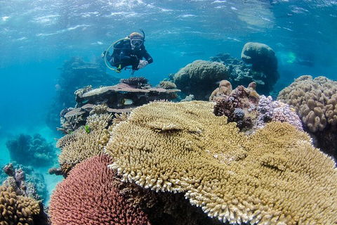 Silverswift Outer Great Barrier Reef Dive And Snorkel Cruise From Cairns - Yamba Accommodation 5