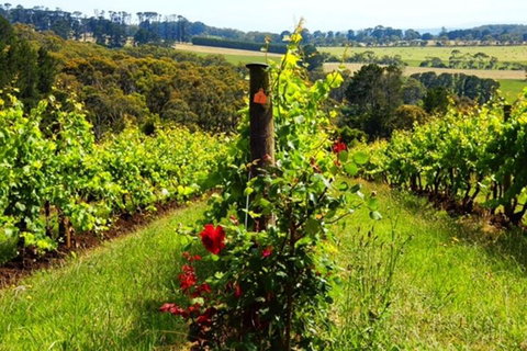 Mornington Peninsula Sightseeing Tour For 2-6 Guests. - Yamba Accommodation 3