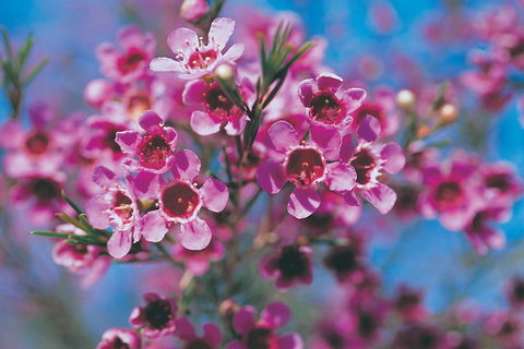 Best Of Perth Wildflower Season Day Trip - Yamba Accommodation 1