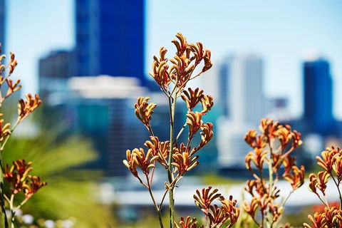 Best Of Perth Wildflower Season Day Trip - Yamba Accommodation 4