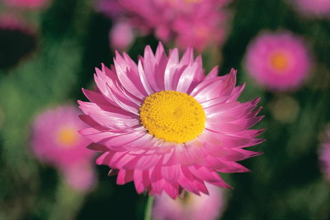 Best Of Perth Wildflower Season Day Trip - Yamba Accommodation 5