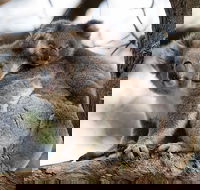 Great Ocean Road Sunset Tour from Melbourne - Yamba Accommodation