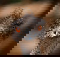 Currumbin Wildlife Sanctuary General Entry Ticket - Yamba Accommodation