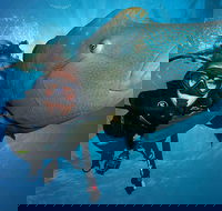Great Barrier Reef Snorkeling and Diving Cruise from Cairns - Yamba Accommodation