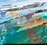 Scenic Helicopter Flight to Moore Reef and Return Snorkeling Cruise from Cairns - Yamba Accommodation