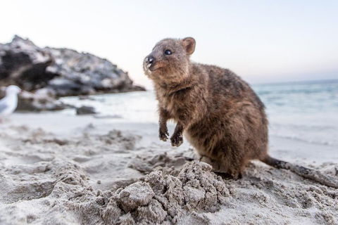 Rottnest Island All-Inclusive Grand Island Tour From Fremantle - Yamba Accommodation 2