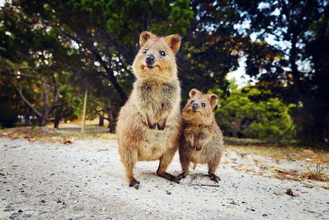 Rottnest Island All-Inclusive Grand Island Tour From Fremantle - Yamba Accommodation 5