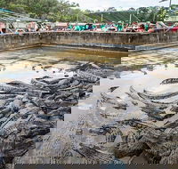 Hartley's Crocodile Adventures Day Trip from Palm Cove - Yamba Accommodation