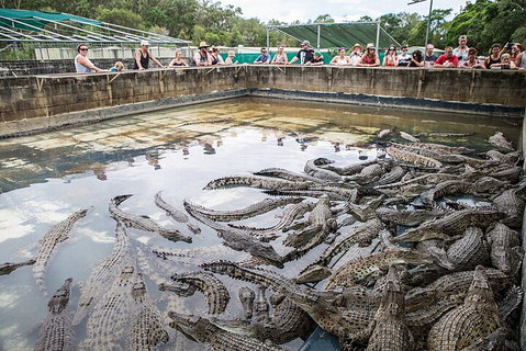 Hartley's Crocodile Adventures Day Trip From Palm Cove - Yamba Accommodation 0